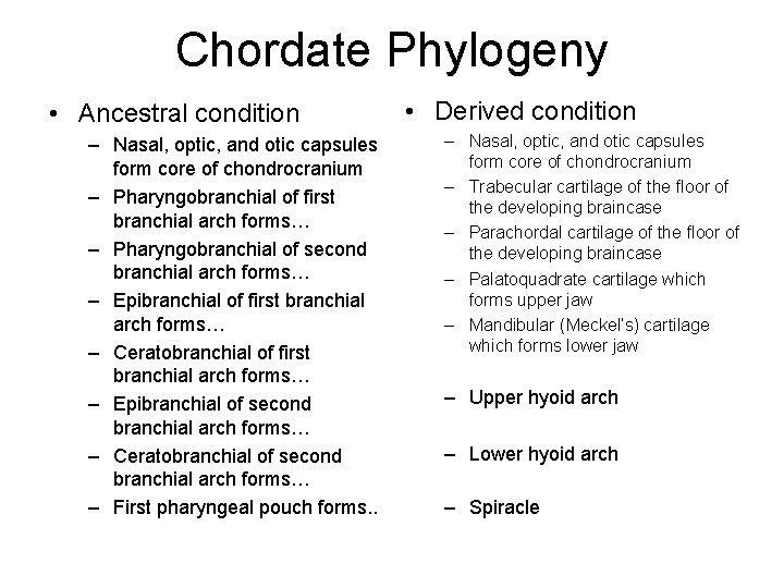 Chordate Phylogeny • Ancestral condition – Nasal, optic, and otic capsules form core of