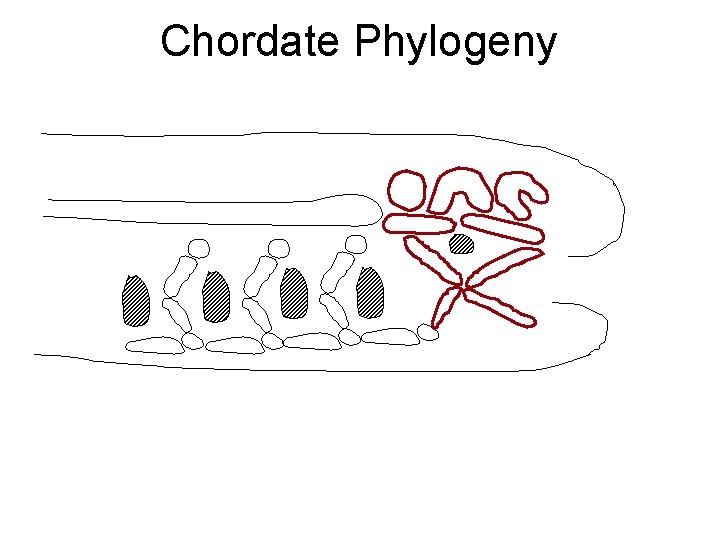 Chordate Phylogeny 