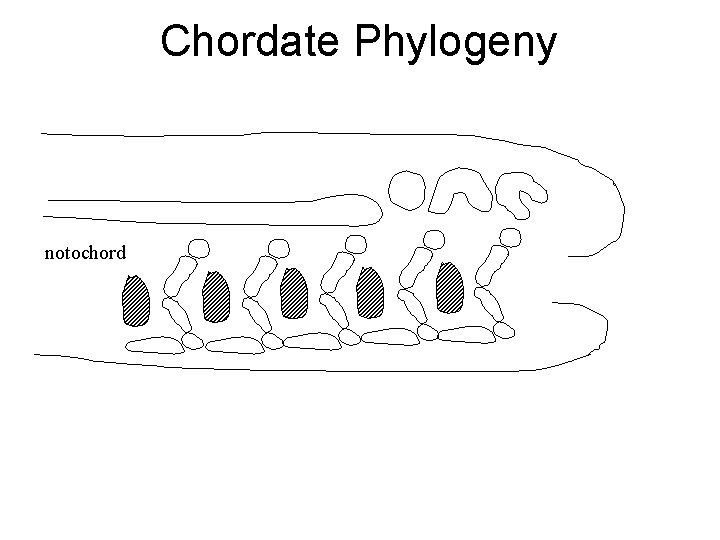 Chordate Phylogeny notochord 