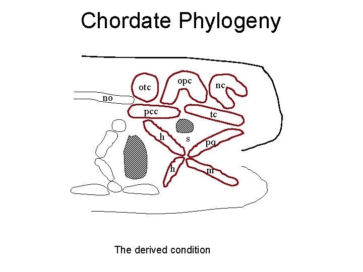 Chordate Phylogeny no opc otc pcc nc tc h s h pq m The
