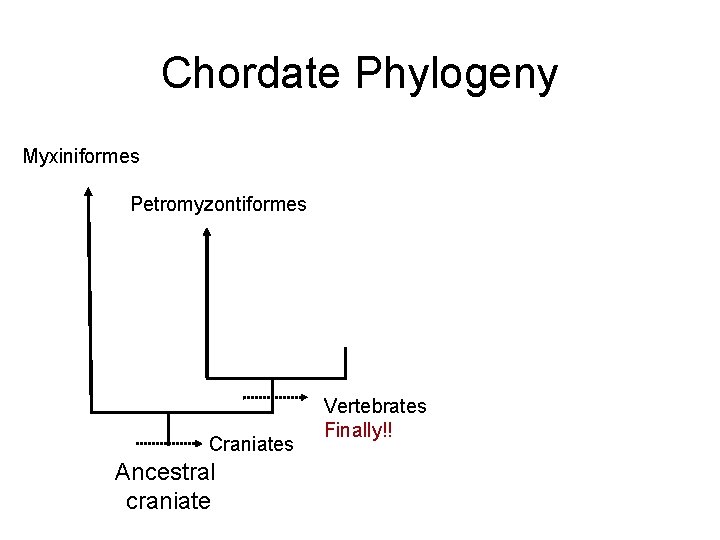 Chordate Phylogeny Myxiniformes Petromyzontiformes Craniates Ancestral craniate Vertebrates Finally!! 
