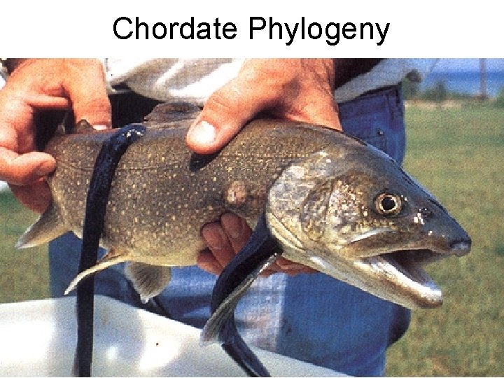 Chordate Phylogeny 