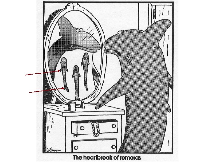 remoras 
