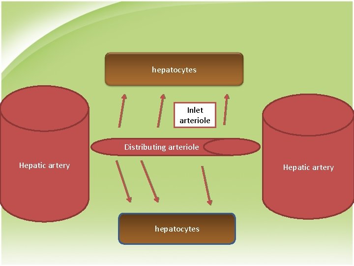 hepatocytes Inlet arteriole Distributing arteriole Hepatic artery hepatocytes 