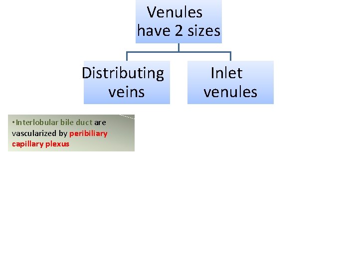 Venules have 2 sizes Distributing veins • Interlobular bile duct are vascularized by peribiliary