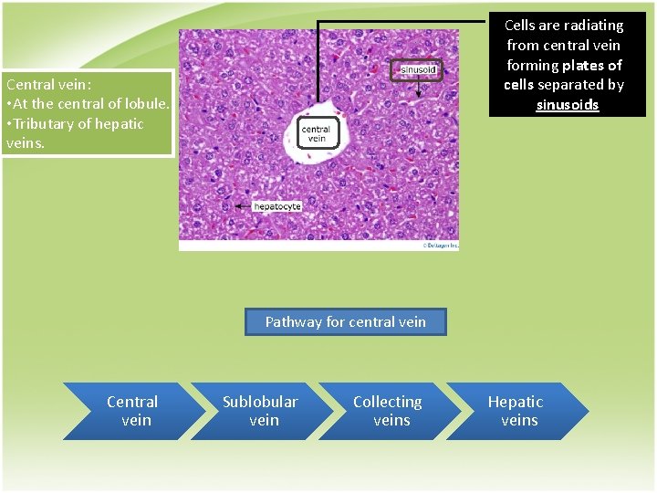 Cells are radiating from central vein forming plates of cells separated by sinusoids Central