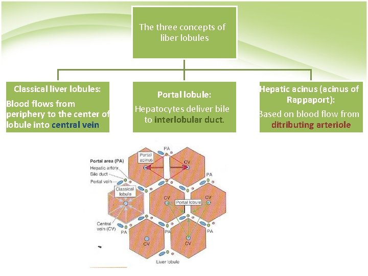 The three concepts of liber lobules Classical liver lobules: Blood flows from periphery to