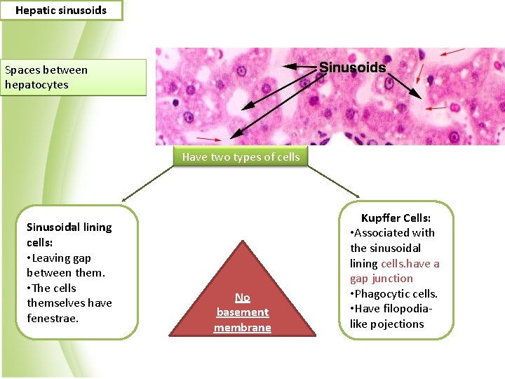Hepatic sinusoids Spaces between hepatocytes Have two types of cells Sinusoidal lining cells: •