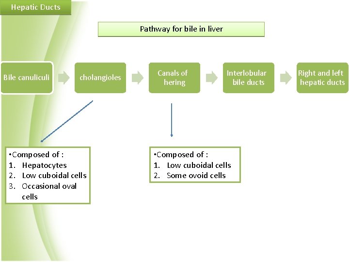 Hepatic Ducts Pathway for bile in liver Bile canuliculi cholangioles • Composed of :