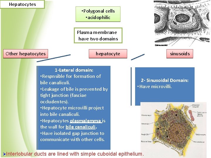 Hepatocytes • Polygonal cells • acidophilic Plasma membrane have two domains Other hepatocytes hepatocyte