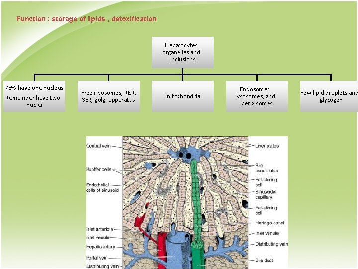 Function : storage of lipids , detoxification Hepatocytes organelles and inclusions 75% have one