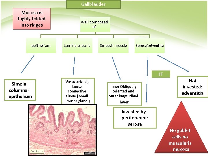 Gallbladder Mucosa is highly folded into ridges epithelium Wall composed of Lamina propria Smooth