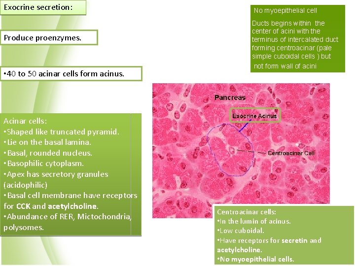 Exocrine secretion: Produce proenzymes. • 40 to 50 acinar cells form acinus. Acinar cells: