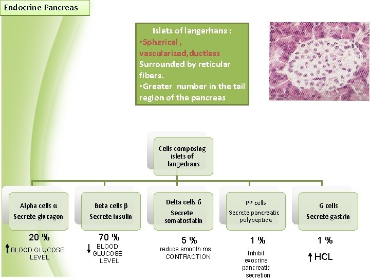 Endocrine Pancreas Islets of langerhans : • Spherical , vascularized, ductless Surrounded by reticular