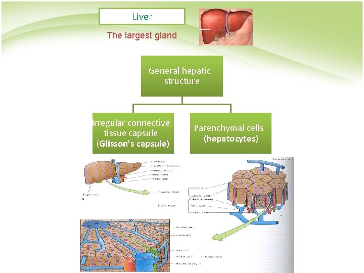 Liver The largest gland General hepatic structure Irregular connective tissue capsule (Glisson’s capsule) Parenchymal