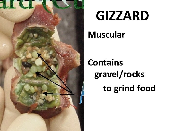 GIZZARD Muscular Contains gravel/rocks to grind food 