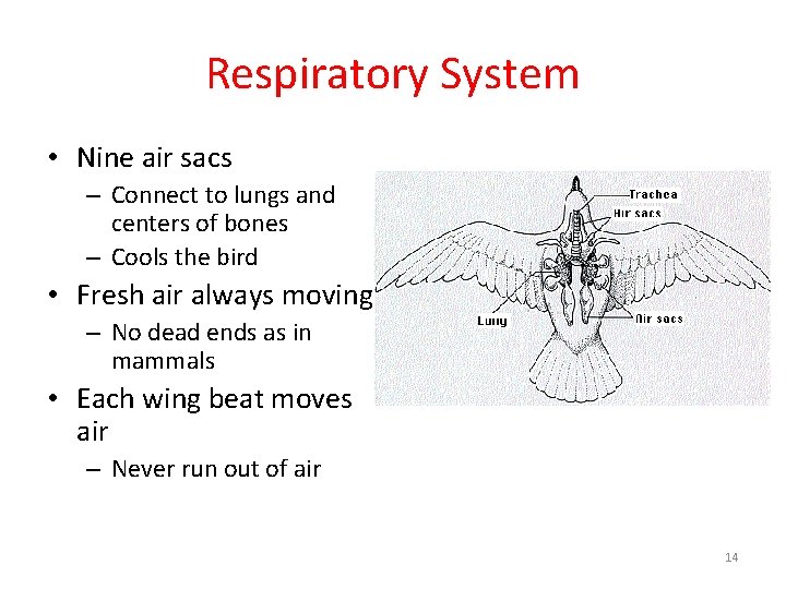 Respiratory System • Nine air sacs – Connect to lungs and centers of bones