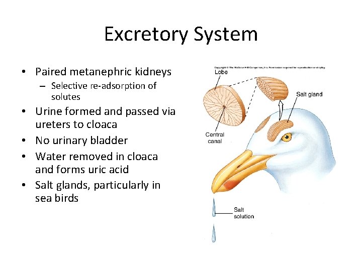 Excretory System • Paired metanephric kidneys – Selective re-adsorption of solutes • Urine formed