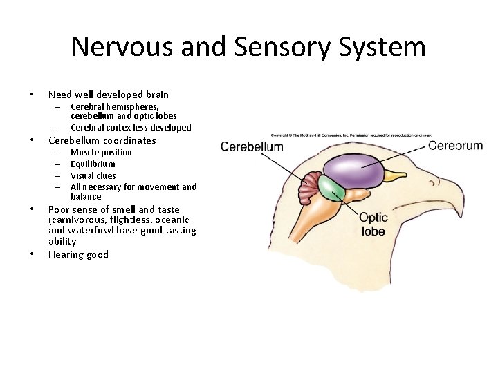 Nervous and Sensory System • Need well developed brain – Cerebral hemispheres, cerebellum and