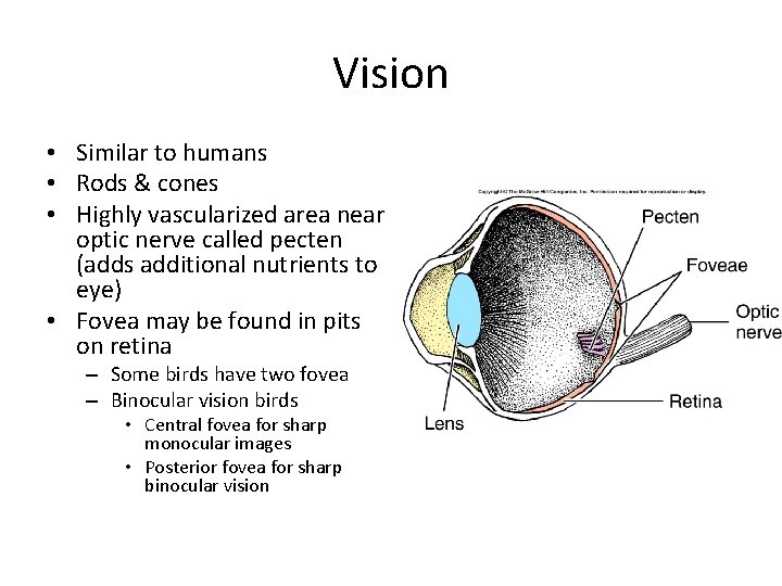 Vision • Similar to humans • Rods & cones • Highly vascularized area near