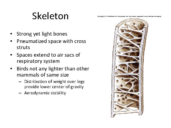 Skeleton • Strong yet light bones • Pneumatized space with cross struts • Spaces