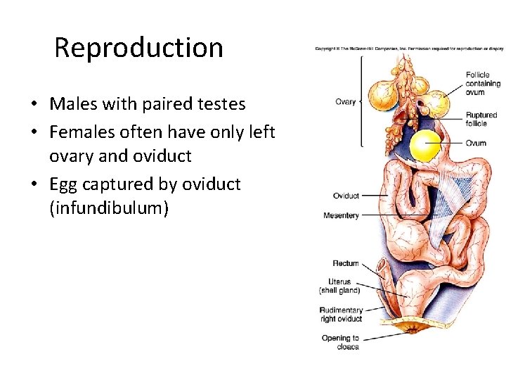 Reproduction • Males with paired testes • Females often have only left ovary and