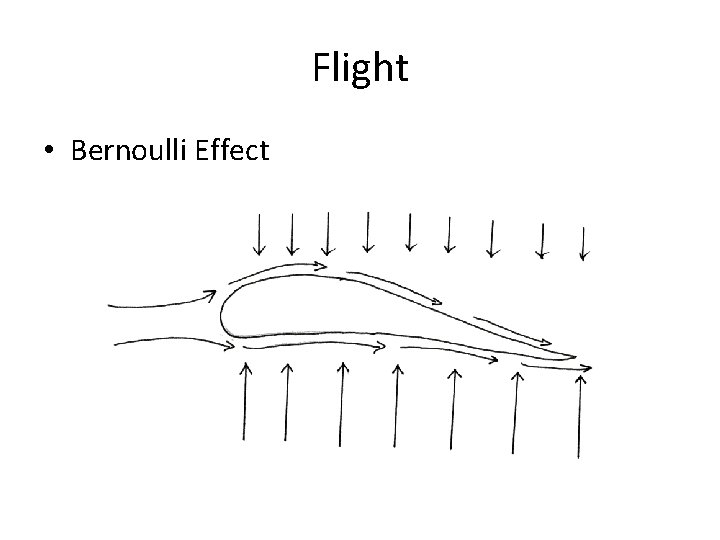 Flight • Bernoulli Effect 
