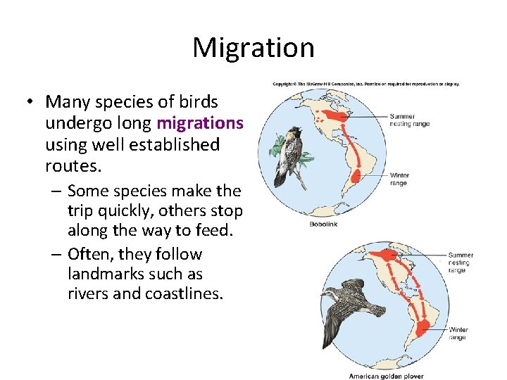 Migration • Many species of birds undergo long migrations using well established routes. –