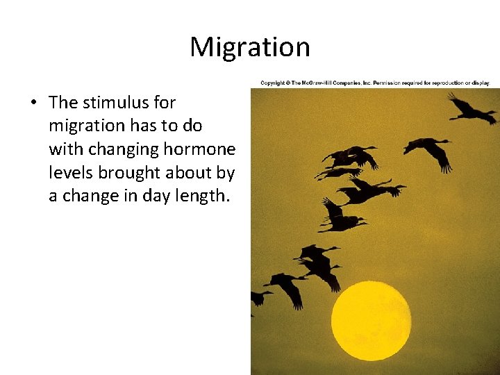 Migration • The stimulus for migration has to do with changing hormone levels brought