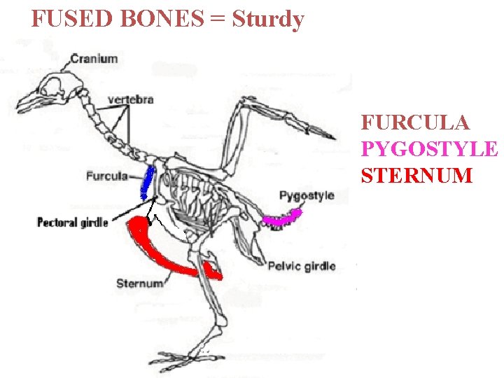 FUSED BONES = Sturdy FURCULA PYGOSTYLE STERNUM Image modified from: http: //www. biology. eku.