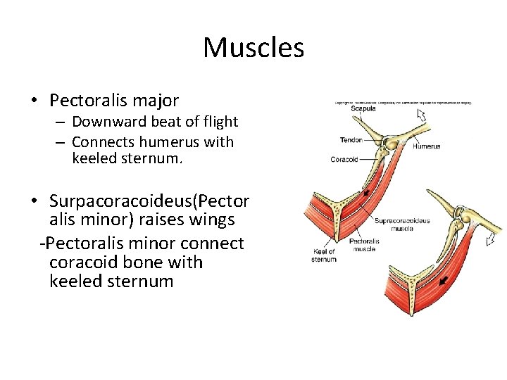 Muscles • Pectoralis major – Downward beat of flight – Connects humerus with keeled
