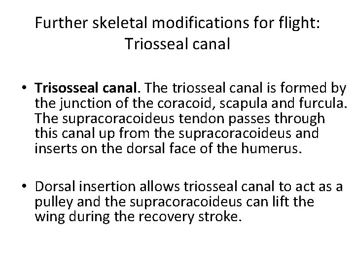 Further skeletal modifications for flight: Triosseal canal • Trisosseal canal. The triosseal canal is