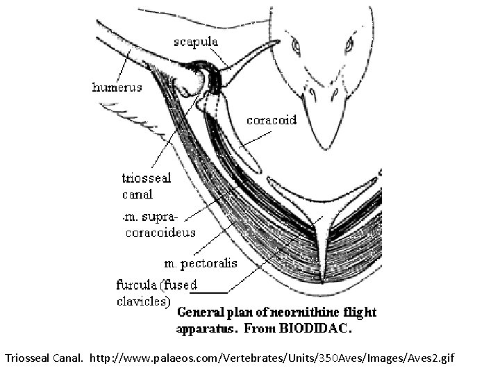 Triosseal Canal. http: //www. palaeos. com/Vertebrates/Units/350 Aves/Images/Aves 2. gif 