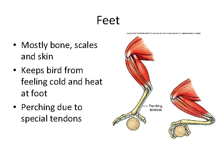 Feet • Mostly bone, scales and skin • Keeps bird from feeling cold and