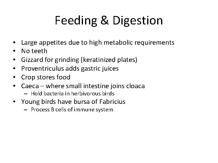 Feeding & Digestion • • • Large appetites due to high metabolic requirements No