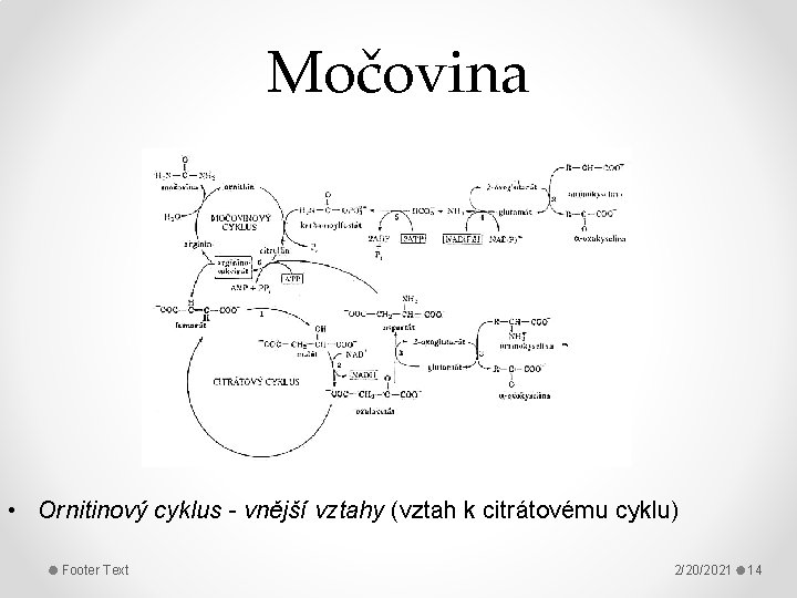 Močovina • Ornitinový cyklus - vnější vztahy (vztah k citrátovému cyklu) Footer Text 2/20/2021