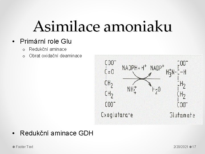 Asimilace amoniaku • Primární role Glu o Redukční aminace o Obrat oxidační deaminace •