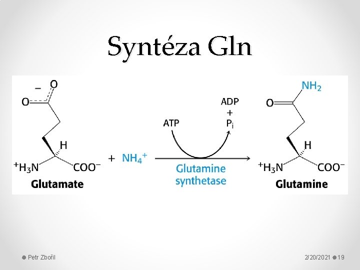 Syntéza Gln Petr Zbořil 2/20/2021 19 
