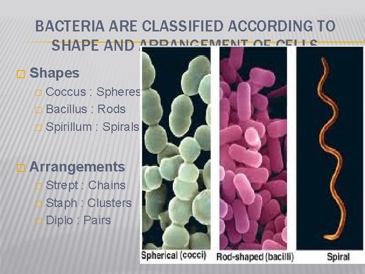 BACTERIA ARE CLASSIFIED ACCORDING TO SHAPE AND ARRANGEMENT OF CELLS � Shapes Coccus :