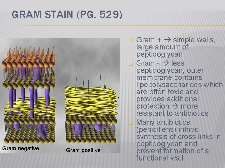 GRAM STAIN (PG. 529) � � � Gram negative Gram positive Gram + simple