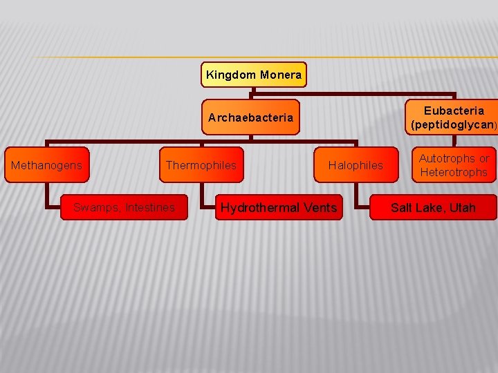 Kingdom Monera Eubacteria (peptidoglycan) Archaebacteria Methanogens Thermophiles Swamps, Intestines Halophiles Hydrothermal Vents Autotrophs or