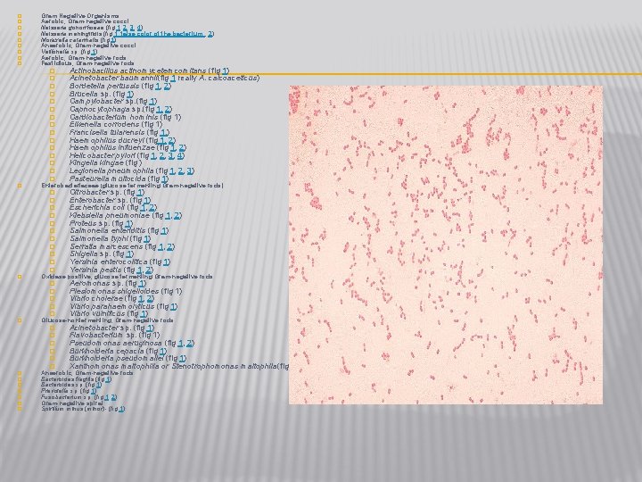� � � � � Gram Negative Organisms Aerobic, Gram-negative cocci Neisseria gonorrhoeae (fig