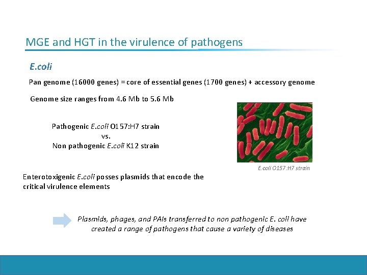 MGE and HGT in the virulence of pathogens E. coli Pan genome (16000 genes)