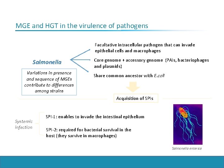 MGE and HGT in the virulence of pathogens Facultative intracellular pathogen that can invade