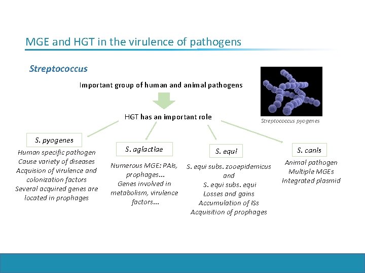 MGE and HGT in the virulence of pathogens Streptococcus Important group of human and