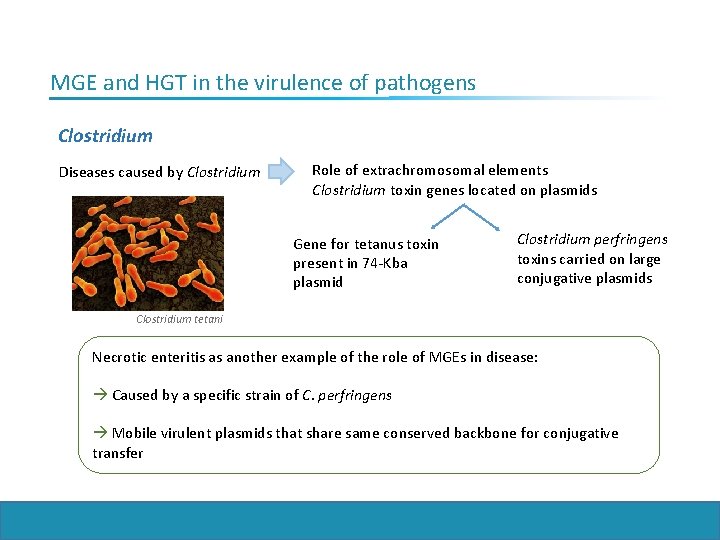 MGE and HGT in the virulence of pathogens Clostridium Diseases caused by Clostridium Role