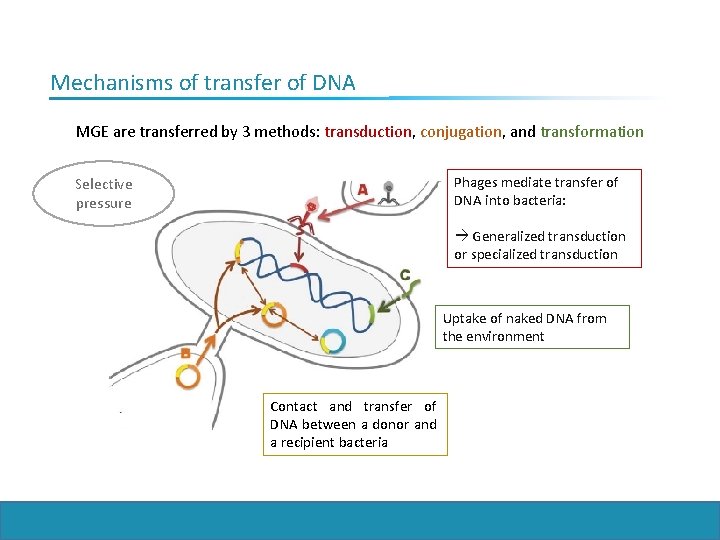 Mechanisms of transfer of DNA MGE are transferred by 3 methods: transduction, conjugation, and