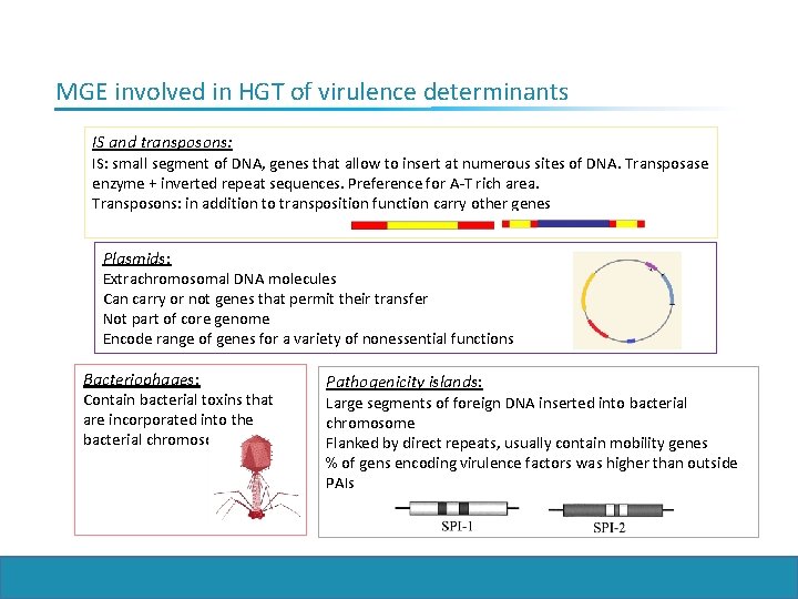 MGE involved in HGT of virulence determinants IS and transposons: IS: small segment of