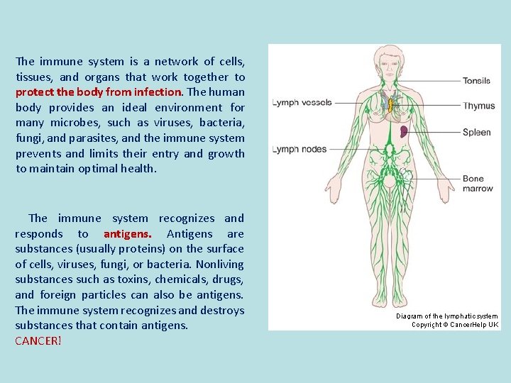 The immune system is a network of cells, tissues, and organs that work together