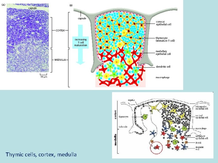 Thymic cells, cortex, medulla 